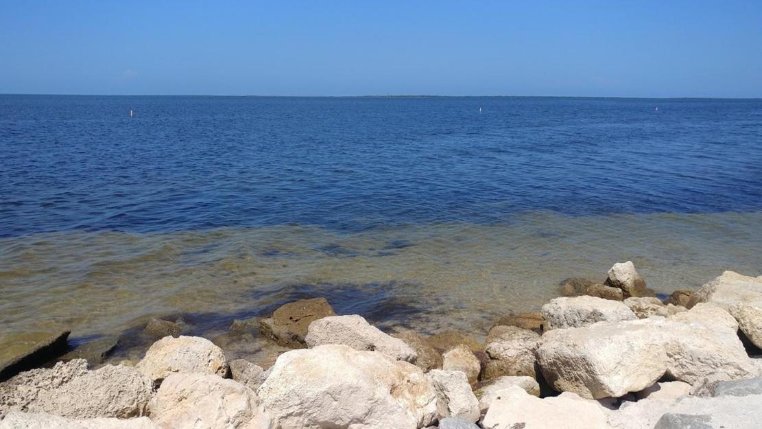 Walk Everywhere! 1-Bedroom Gem In Downtown Hub New Port Richey Exteriör bild